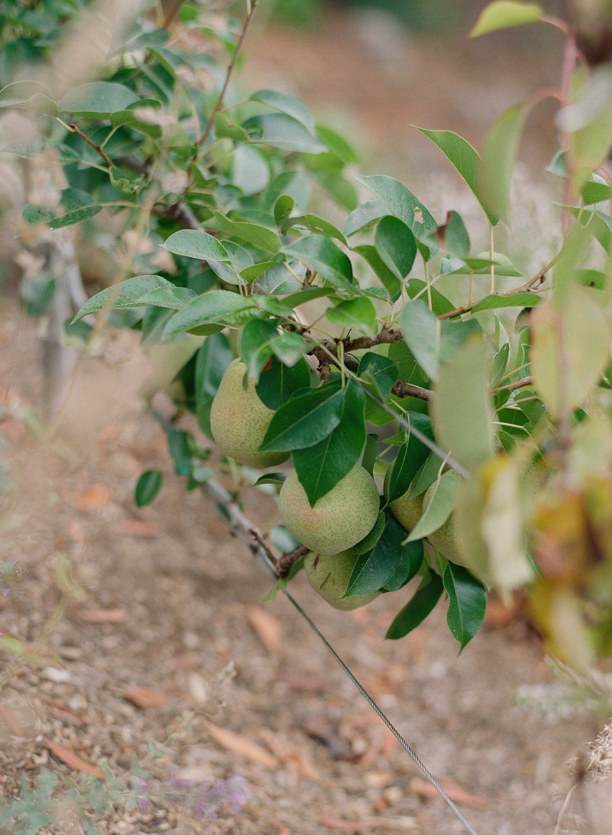 27_Kent Avenue Photography_A Hillsborough Family Photography Session on Film