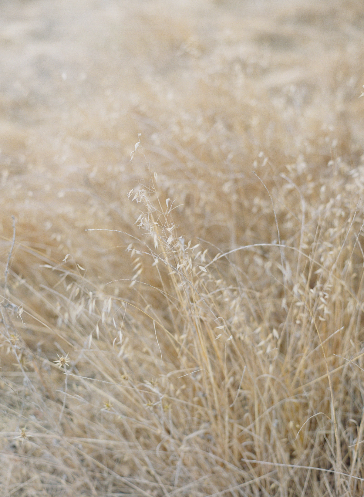 4_Kent Avenue Photography_SF Bay Area Newborn Session on Film